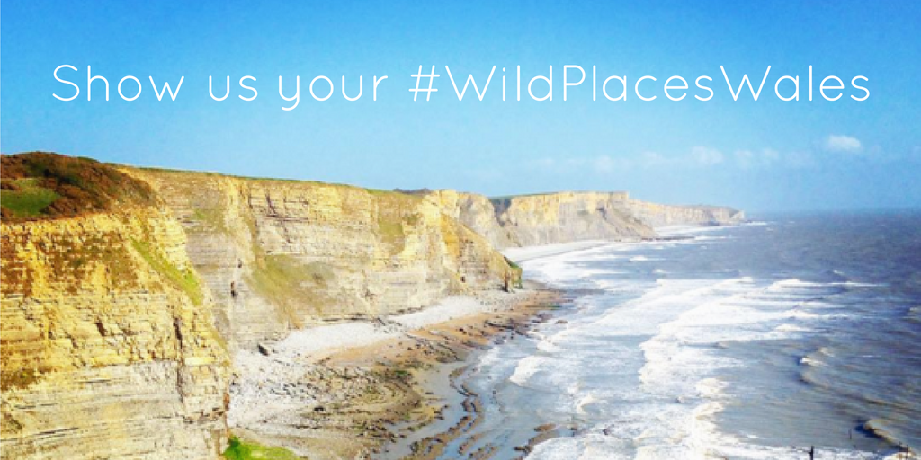 win a copy of wild places by iolo williams