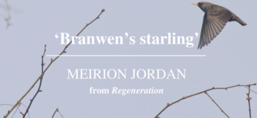Meirion Jordan Branwen's starling Friday Poem