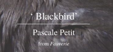 Friday Poem Pascale Petit Blackbird