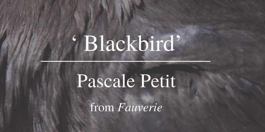 Friday Poem Pascale Petit Blackbird