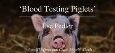 Friday Poem Blood Testing Piglets Ilse Pedler