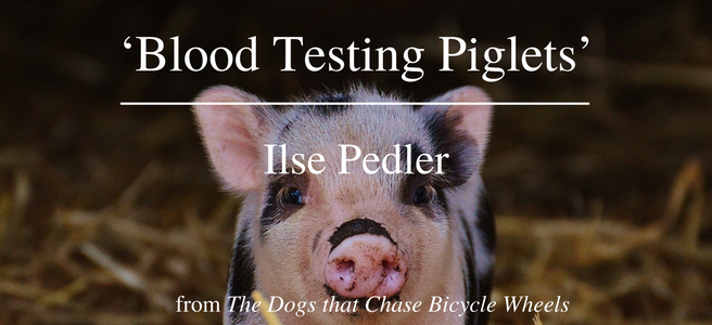 Friday Poem Blood Testing Piglets Ilse Pedler