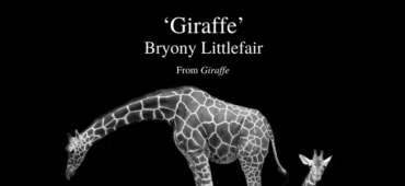 Friday Poem Giraffe Bryony Littlefair