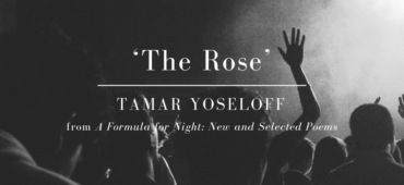 Friday Poem The Rose Tamar Yoseloff
