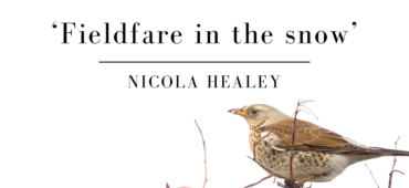 Friday Poem Fieldfare in the Snow