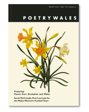 Cover of Poetry Wales 61.2 which shows a scientific illustration of daffodils.