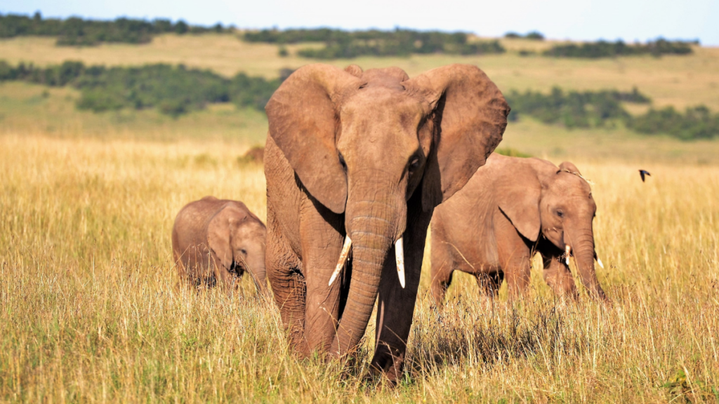 Photograph of three elephants standing amongst yellow grass on a deserted plain.