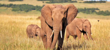 Photograph of three elephants standing amongst yellow grass on a deserted plain.