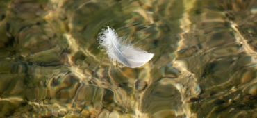 A single white feather floating on the surface of a rippling river bed.