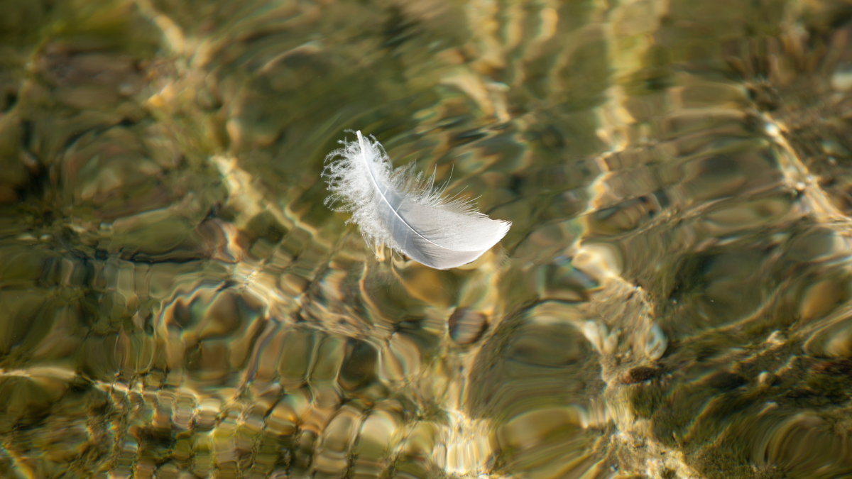 A single white feather floating on the surface of a rippling river bed.