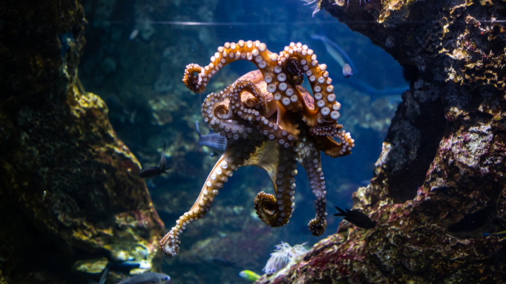 Photo of the tangled legs of an octopus floating near the ocean floor