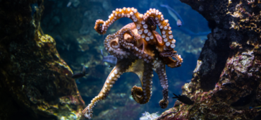 Photo of the tangled legs of an octopus floating near the ocean floor