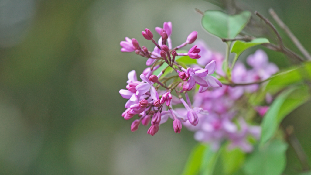 Close up photo of a pink lilac flower