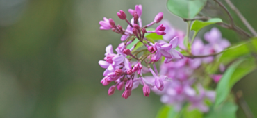 Close up photo of a pink lilac flower