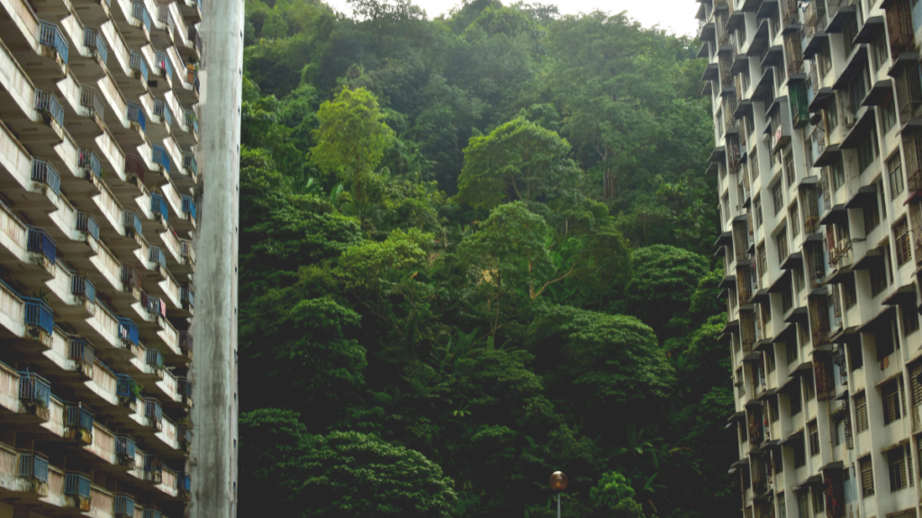 Two tall apartment blocks flank the photograph. In the middle is a forest.