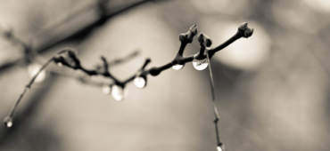 Black and white photographs of water droplets on a branch