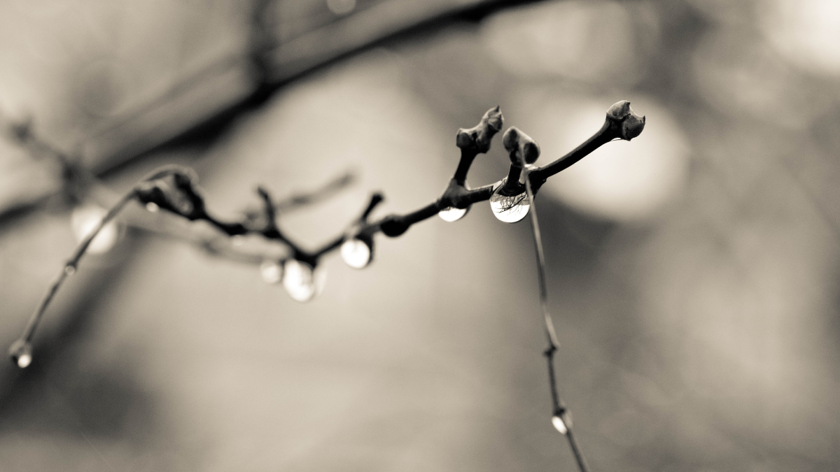 Black and white photographs of water droplets on a branch