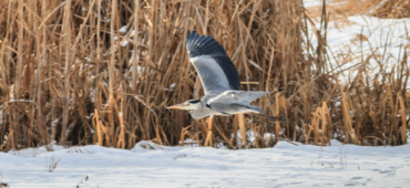 Photograph of a Heron flying above the snowy ground