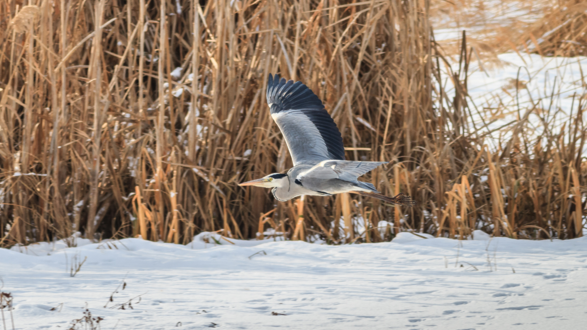 Photograph of a Heron flying above the snowy ground