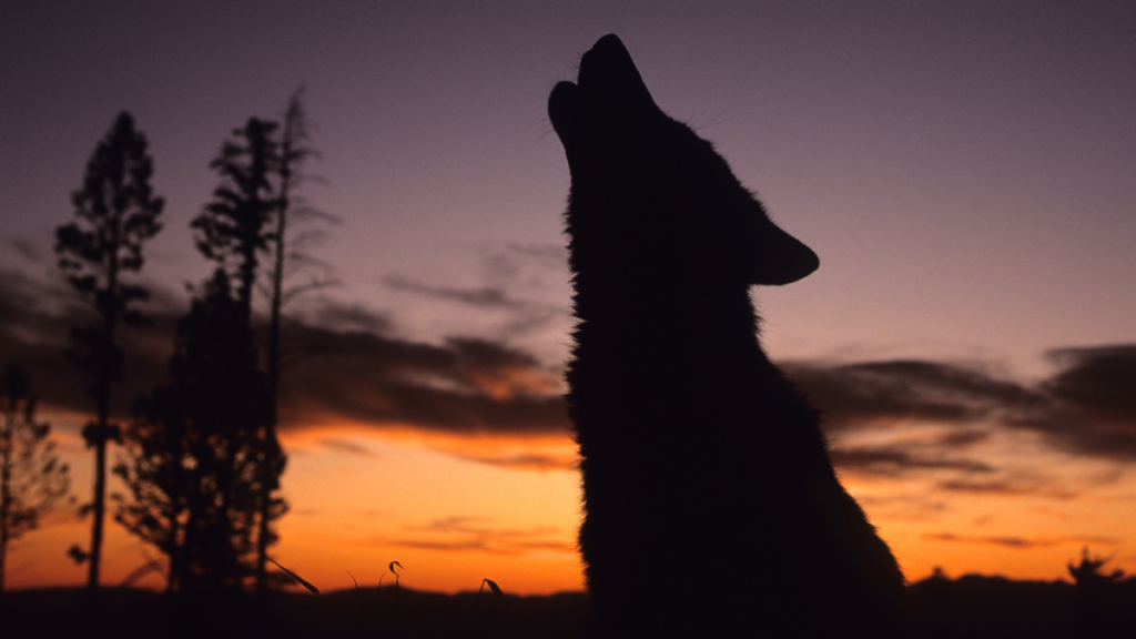 Silhouette of a wolf howling at the sky again a fiery sunset