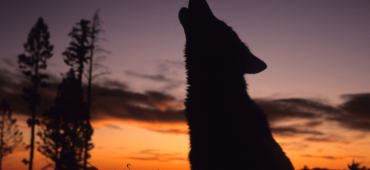 Silhouette of a wolf howling at the sky again a fiery sunset