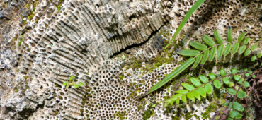 Close up photograph of a fossilised fern