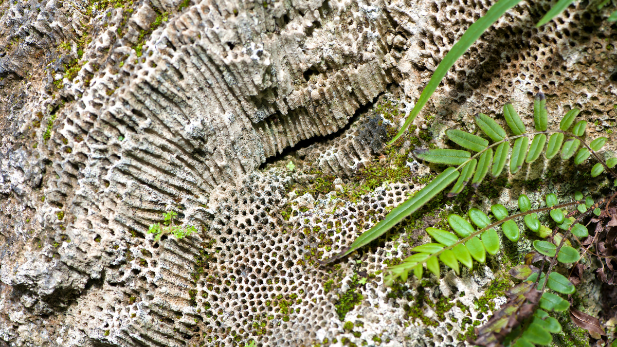Close up photograph of a fossilised fern