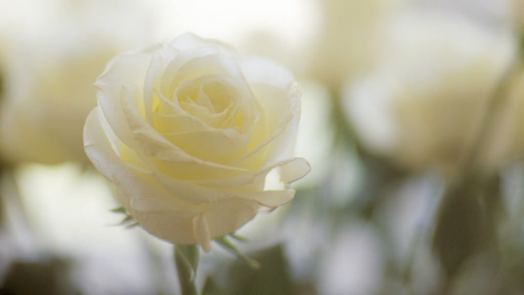 Close up photograph of a white rose