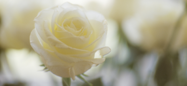 Close up photograph of a white rose