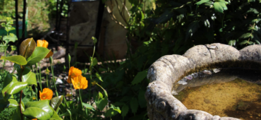 Photo of an empty stone bird bath in the sun