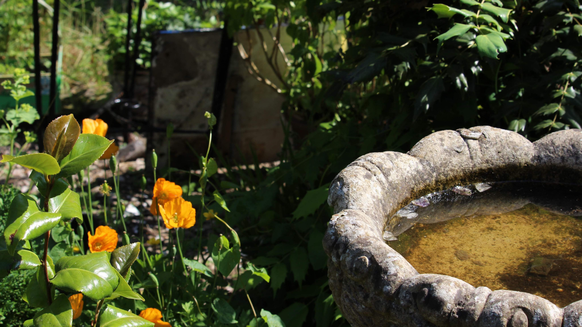 Photo of an empty stone bird bath in the sun