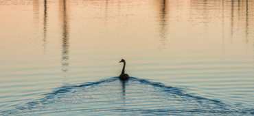 Photo of a lone swan swimming away, leaving a trail of ripples in its wake