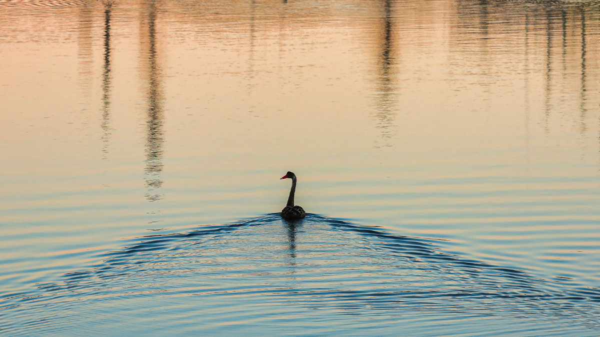 Photo of a lone swan swimming away, leaving a trail of ripples in its wake