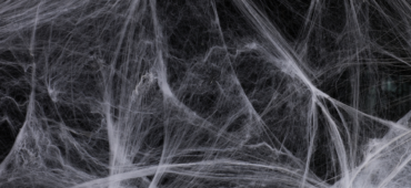 Photograph of dense cobwebs
