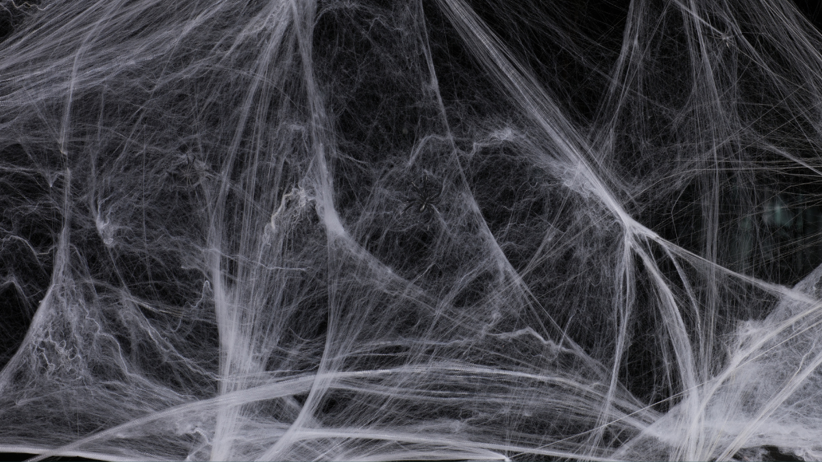 Photograph of dense cobwebs