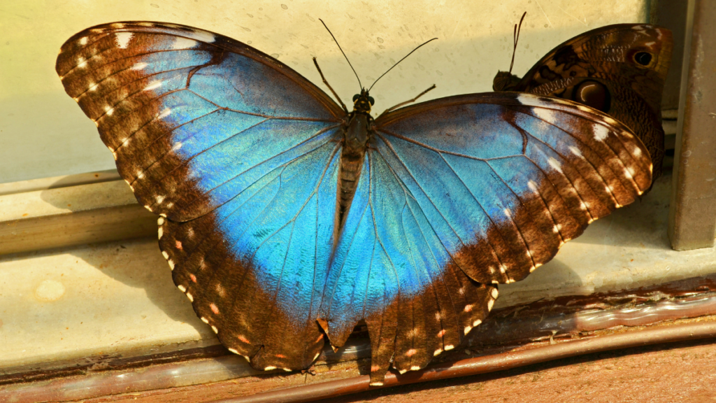 Blue Morphos butterfly resting against a sunlit windowpane