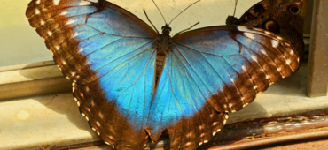 Blue Morphos butterfly resting against a sunlit windowpane