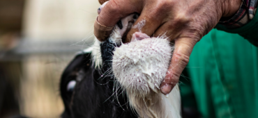 Calf licking the fingers of a vet