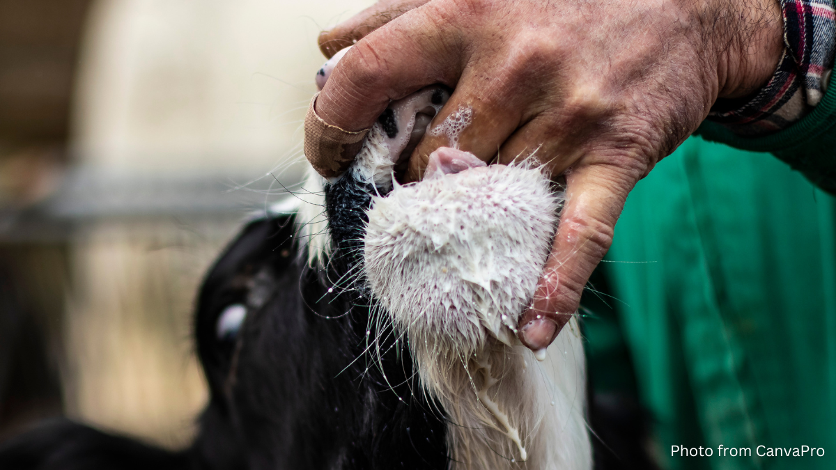 Calf licking the fingers of a vet