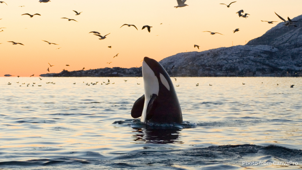 Photo of an Orca poking its head above the waves against an orange sunset