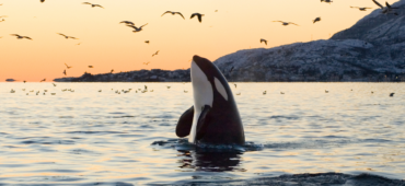 Photo of an Orca poking its head above the waves against an orange sunset