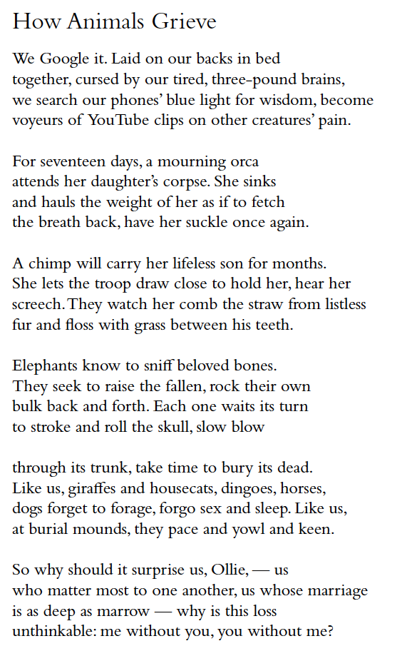 How Animals Grieve
We Google it. Laid on our backs in bed
together, cursed by our tired, three-pound brains,
we search our phones’ blue light for wisdom, become
voyeurs of YouTube clips on other creatures’ pain.
For seventeen days, a mourning orca
attends her daughter’s corpse. She sinks
and hauls the weight of her as if to fetch
the breath back, have her suckle once again.
A chimp will carry her lifeless son for months.
She lets the troop draw close to hold her, hear her
screech. They watch her comb the straw from listless
fur and floss with grass between his teeth.
Elephants know to sniff beloved bones.
They seek to raise the fallen, rock their own
bulk back and forth. Each one waits its turn
to stroke and roll the skull, slow blow
through its trunk, take time to bury its dead.
Like us, giraffes and housecats, dingoes, horses,
dogs forget to forage, forgo sex and sleep. Like us,
at burial mounds, they pace and yowl and keen.
So why should it surprise us, Ollie, — us
who matter most to one another, us whose marriage
is as deep as marrow — why is this loss
unthinkable: me without you, you without me?