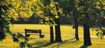 Photo of sunlight streaming through green leaves, a park bench blurred out in the background