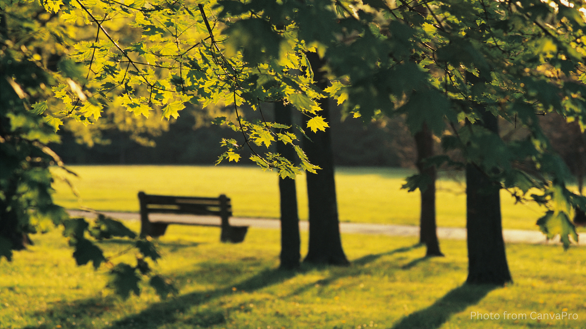 Photo of sunlight streaming through green leaves, a park bench blurred out in the background
