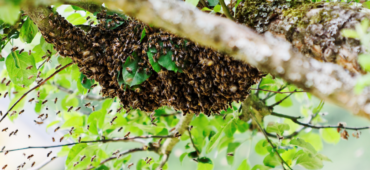 Photo of bees swarming around the branch of a tree