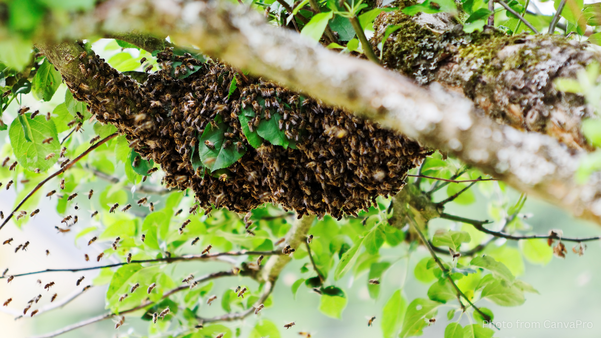 Photo of bees swarming around the branch of a tree