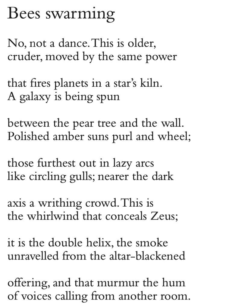 Bees swarming
No, not a dance.This is older, cruder, moved by the same power
that fires planets in a star’s kiln. A galaxy is being spun
between the pear tree and the wall. Polished amber suns purl and wheel;
those furthest out in lazy arcs like circling gulls; nearer the dark
axis a writhing crowd.This is
the whirlwind that conceals Zeus;
it is the double helix, the smoke unravelled from the altar-blackened
offering, and that murmur the hum of voices calling from another room.