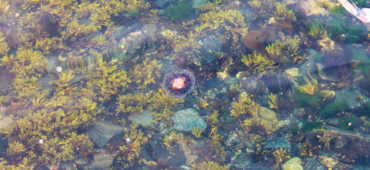 Photo of a single jellyfish floating in the shallows, its pale body hidden amongst the seaweed.