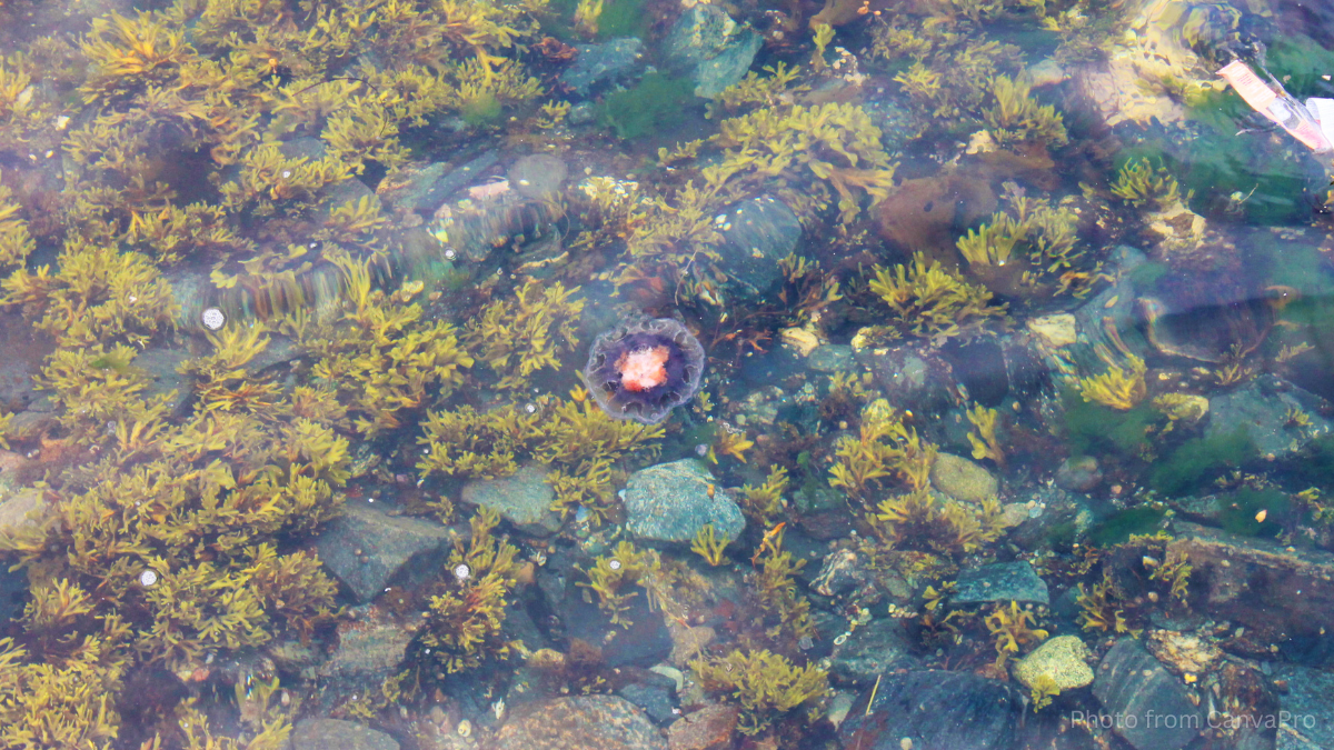 Photo of a single jellyfish floating in the shallows, its pale body hidden amongst the seaweed.