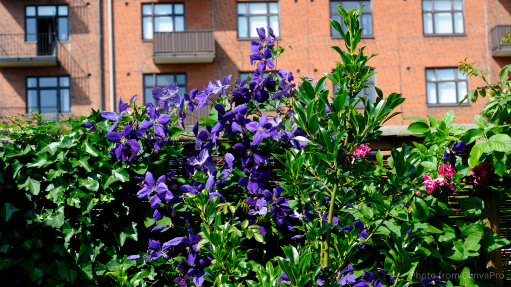 Purple clematis clinging to a hedge near bright red brick houses